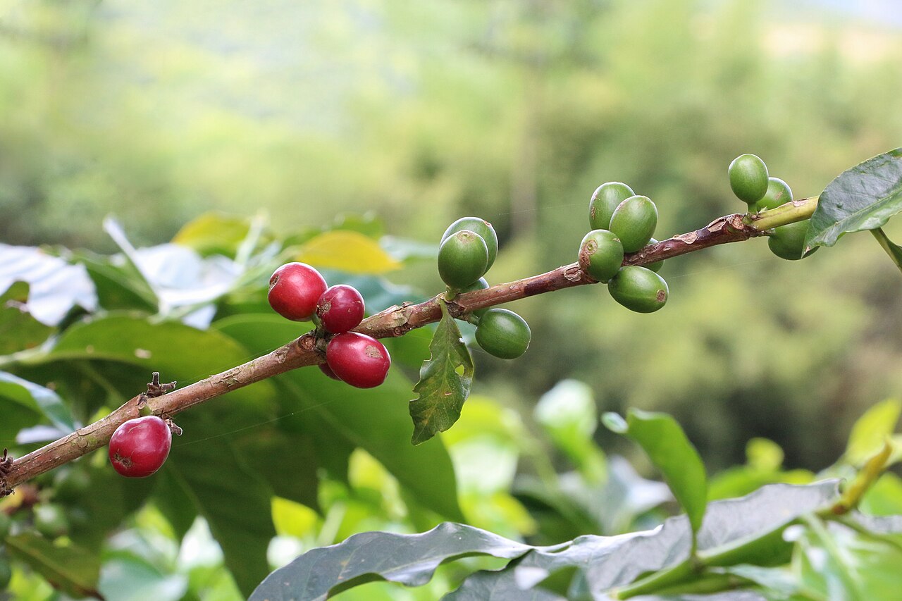 Cerezas de café en una finca de Colombia